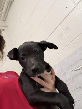 OLIVE -  Pit Bull Terrier Dog for Adoption in San Bernardino, California - OLIVE | PetCurious