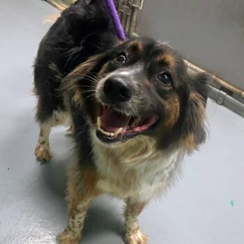 Mixed Breed Dogs Available for Adoption in Dekalb, Illinois - PJ | PetCurious