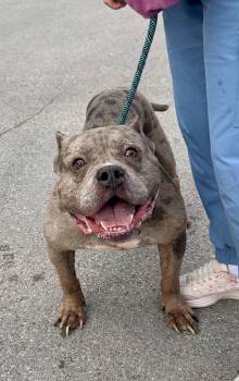 Gambino -  Bulldog Dog for Adoption in Buffalo, New York - Gambino | PetCurious
