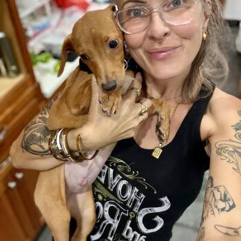 Godiva -  Chiweenie Dog for Adoption in New Orleans, Louisiana - Godiva | PetCurious