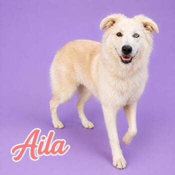 Aila -  Great Pyrenees and Husky Dog for Adoption in Scottsdale, Arizona - Aila | PetCurious