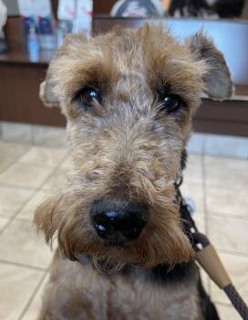 Rescue Welsh Terrier Dogs for Adoption in Dumont, Iowa - ROLLIE | PetCurious