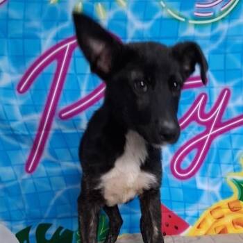 Labrador Retriever and Mixed Breed Dogs Available for Adoption in Medfield, Massachusetts - Monte | PetCurious