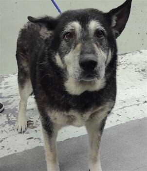 Siberian Husky Dogs Available for Adoption in Houston, Texas - MAZY | PetCurious