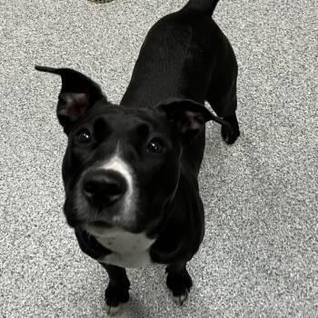 Enola -  American Staffordshire Terrier Dog for Adoption in Grand Rapids, Michigan - Enola | PetCurious