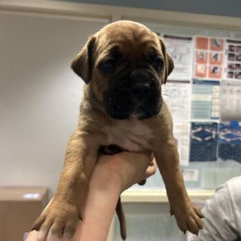 Mixed Breed Dogs Available for Adoption - Redwood | PetCurious