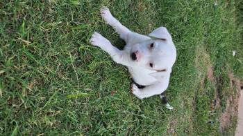 Rescue Pit Bull Terrier and Australian Cattle Dog Blue Heeler Dogs for Adoption in Owasso, Oklahoma - Luna | PetCurious