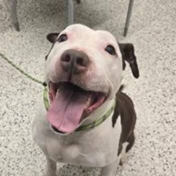 Magnolia -  Mixed Breed Dog for Adoption in New York, New York - Magnolia | PetCurious