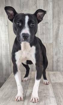 Pandora -  Terrier and Mixed Breed Dog for Adoption in Shreveport, Louisiana - Pandora | PetCurious