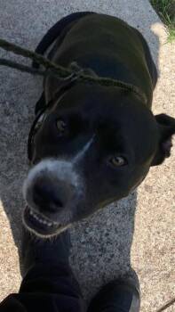 QUEENIE -  Mixed Breed Dog for Adoption in Dallas, Texas - QUEENIE | PetCurious