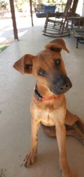Rescue Black Mouth Cur Dogs for Adoption in Luling, Texas - Little Annie | PetCurious