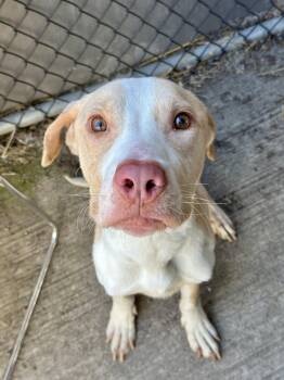 Philbert -  Pit Bull Terrier Dog for Adoption in Chicago, Illinois - Philbert | PetCurious