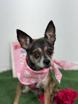 Taffy-One of our Amazing Rescue Dogs -  Chihuahua and Mixed Breed Dog for Adoption in Carlsbad, California - Taffy-One Of Our Amazing Rescue Dogs | PetCurious