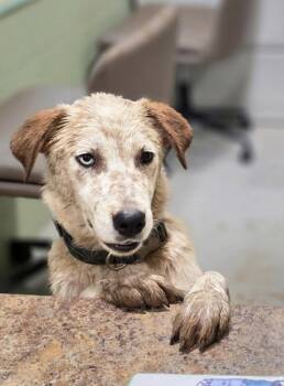 Sam -  Australian Cattle Dog Blue Heeler Dog for Adoption in New Martinsville, West Virginia - Sam | PetCurious