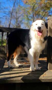Dade -  Australian Shepherd Dog for Adoption in Troy, Illinois - Dade | PetCurious