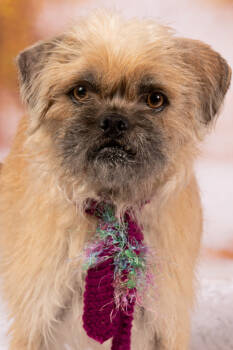 Rescue Shih Tzu and Terrier Dogs for Adoption in Gilbert, Arizona - Laura (Winnie) | PetCurious