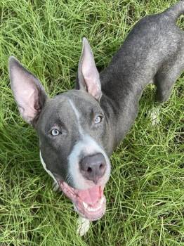 RUFFLES -  American Staffordshire Terrier and Mixed Breed Dog for Adoption in Ocala, Florida - RUFFLES | PetCurious