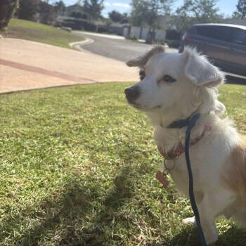 Goldie -  Papillon and Chihuahua Dog for Adoption in Tustin, California - Goldie | PetCurious