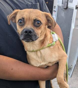 Butter Cup -  Pug Dog for Adoption in Las Vegas, Nevada - Butter Cup | PetCurious