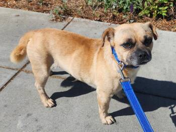 Pierre -  Pug and Beagle Dog for Adoption in Elk Grove, California - Pierre | PetCurious