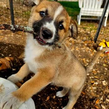 Shepherd Dogs Available for Adoption - TYPHOON | PetCurious