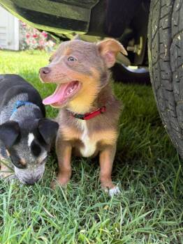 Ruckus -  Mixed Breed Dog for Adoption in Taycheedah, Wisconsin - Ruckus | PetCurious