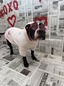 Mixed Breed Dogs Available for Adoption - Queenie | PetCurious