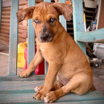 Tiger -  Mixed Breed Dog for Adoption in Monticello, Iowa - Tiger | PetCurious