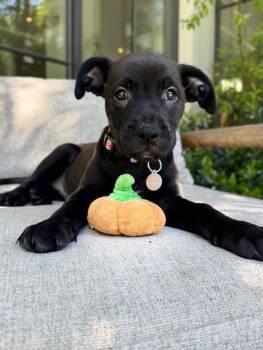 Rescue Mixed Breed Dogs for Adoption in Manhattan Beach, California - Coco | PetCurious