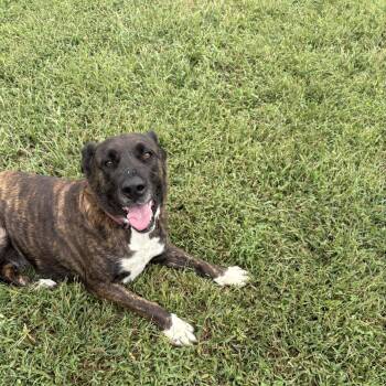 Chloe -  Mixed Breed Dog for Adoption in Bardstown, Kentucky - Chloe | PetCurious