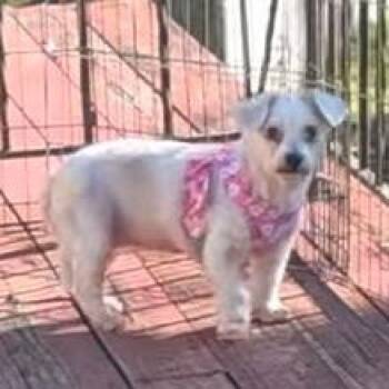 Maggie -  Maltese and Mixed Breed Dog for Adoption in Tunkhannock, Pennsylvania - Maggie | PetCurious