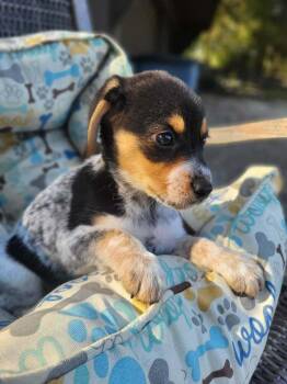 Meadow -  Australian Cattle Dog Blue Heeler Dog for Adoption in Pottstown, Pennsylvania - Meadow | PetCurious