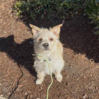 Tipy -  Terrier Dog for Adoption in Newberg, Oregon - Tipy | PetCurious