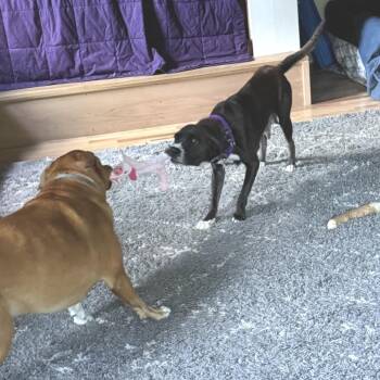 Miss Mae- available from foster -  Mixed Breed Dog for Adoption in Morristown, Vermont - Miss Mae- Available From Foster | PetCurious
