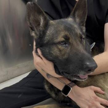 German Shepherd Dog Dogs Available for Adoption in Charleston, South Carolina - Maeve | PetCurious