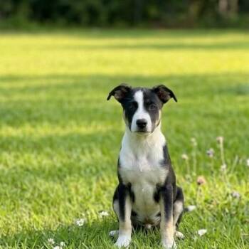 Otto -  German Shepherd Dog and Pit Bull Terrier Dog for Adoption in Salisbury, Maryland - Otto | PetCurious