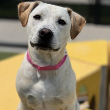 Yellow Labrador Retriever Dogs Available for Adoption in South Elgin, Illinois - Sailor - Home To Home | PetCurious