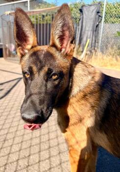 Snickerdoodle -  Belgian Shepherd Malinois and German Shepherd Dog Dog for Adoption in Newberg, Oregon - Snickerdoodle | PetCurious
