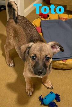 Rescue Chihuahua and Mixed Breed Dogs for Adoption in Severance, Colorado - Toto | PetCurious