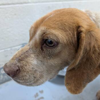 Beagle Dogs Available for Adoption in Ravenna, Ohio - 190407 LOOKING FOR OWNER | PetCurious