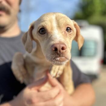 Chihuahua Dogs Available for Adoption in Columbia, South Carolina - Tibia | PetCurious