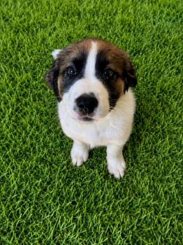 Brutus -  Saint Bernard and Mixed Breed Dog for Adoption in St. Augustine, Florida - Brutus | PetCurious