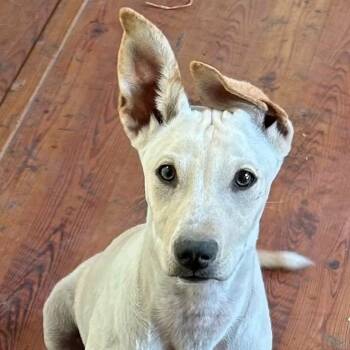 Dorie -  Jack Russell Terrier and Fox Terrier Dog for Adoption in Boerne, Texas - Dorie | PetCurious