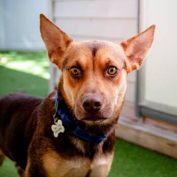 Rescue Mixed Breed Dogs for Adoption in St. Petersburg, Florida - Lexie | PetCurious