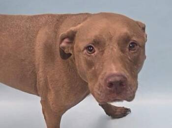 Tiki -  Pit Bull Terrier and Mixed Breed Dog for Adoption in Minneapolis, Minnesota - Tiki | PetCurious