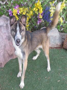 Siberian Husky and German Shepherd Dog Dogs Available for Adoption - SAWYER | PetCurious
