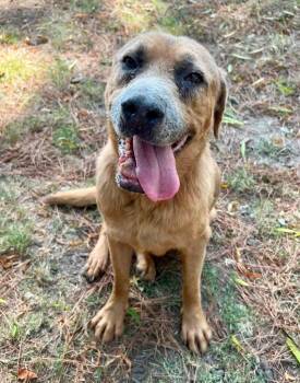 Hershey -  Labrador Retriever Dog for Adoption in Little Rock, Arkansas - Hershey | PetCurious