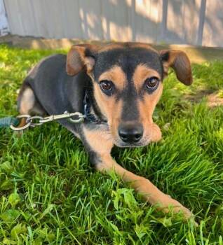Chihuahua and Dachshund Dogs Available for Adoption in Williston, Vermont - Chi | PetCurious