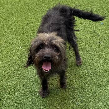 Thelma Mae 1104 -  Shih Tzu and Mixed Breed Dog for Adoption in Loxahatchee Groves, Florida - Thelma Mae 1104 | PetCurious
