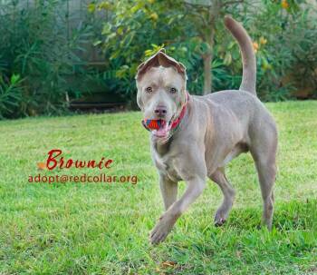 Rescue Weimaraner Dogs for Adoption in Houston, Texas - Brownie | PetCurious